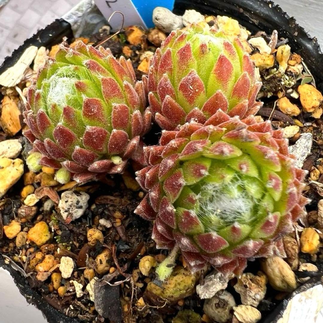 多肉植物 センペルビウム　サンティノ Amazon｜多肉植物 センペルビウム アラクノイデウムシオン産 No.182 青